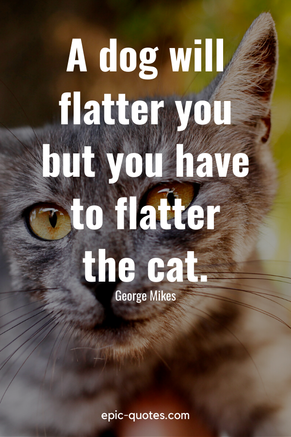“A dog will flatter you but you have to flatter the cat.” -George Mikes