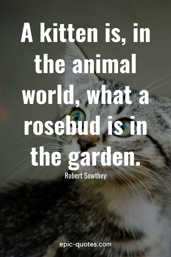 “A kitten is, in the animal world, what a rosebud is in the garden.” -Robert Sowthey