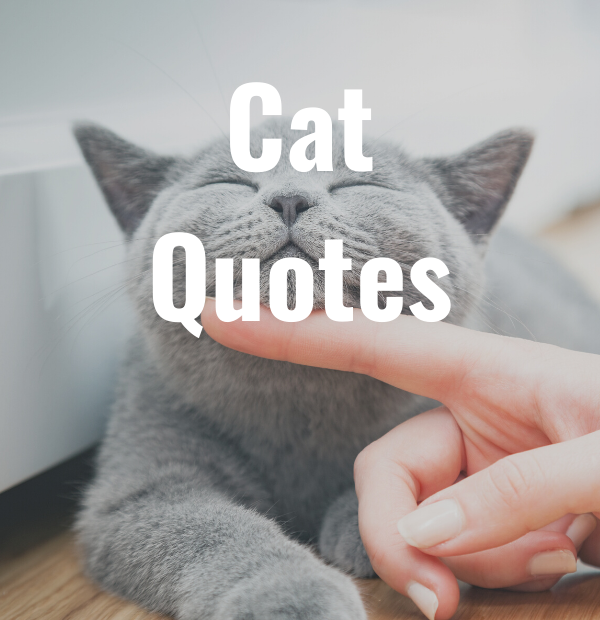 44 Cat Quotes