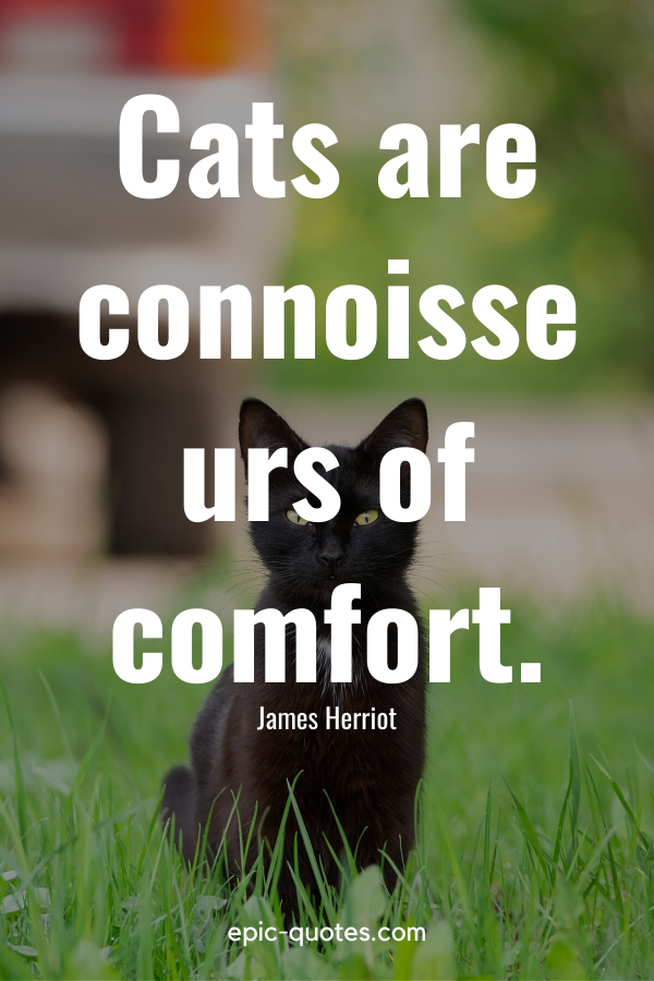 “Cats are connoisseurs of comfort.” -James Herriot