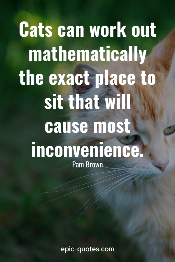 44 Cat Quotes - epic-quotes.com