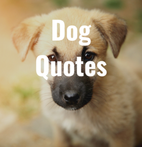 33 Dog Quotes - epic-quotes.com