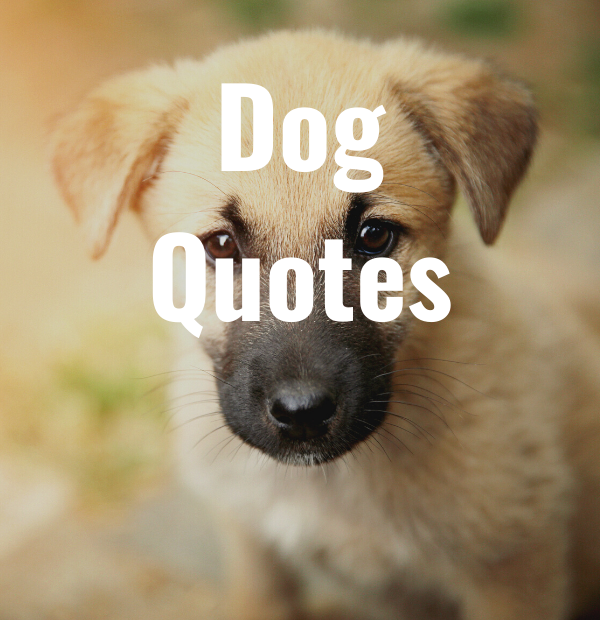 33 Dog Quotes