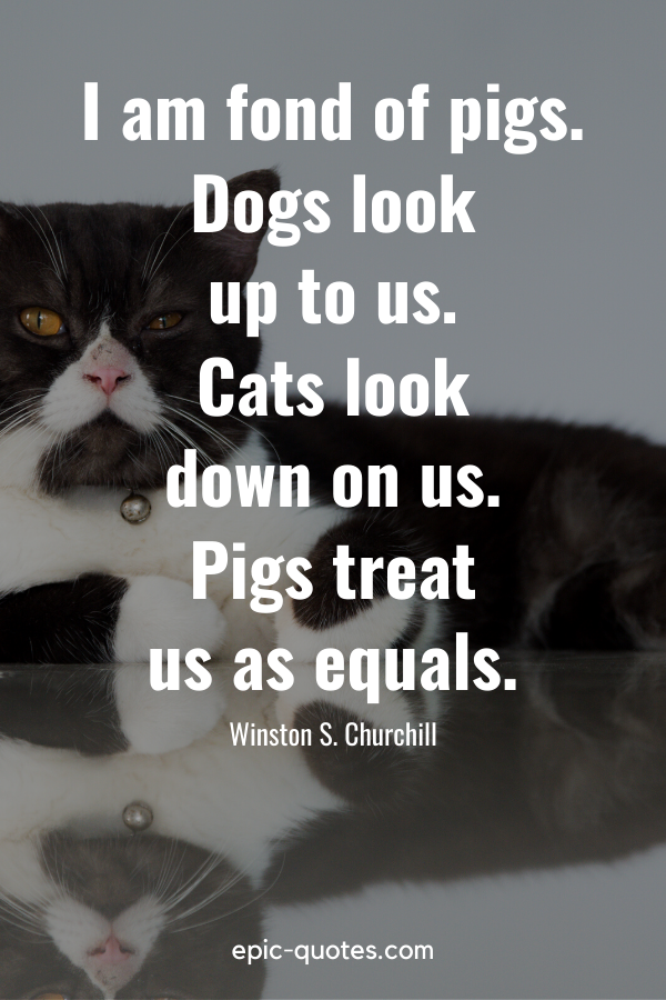 “I am fond of pigs. Dogs look up to us. Cats look down on us. Pigs treat us as equals.” -Winston S. Churchill
