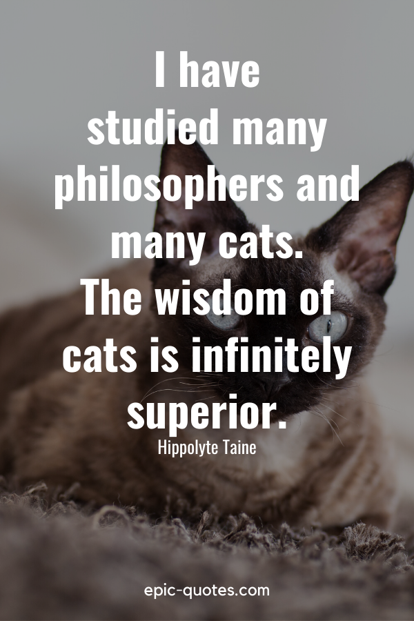 44 Cat Quotes - epic-quotes.com