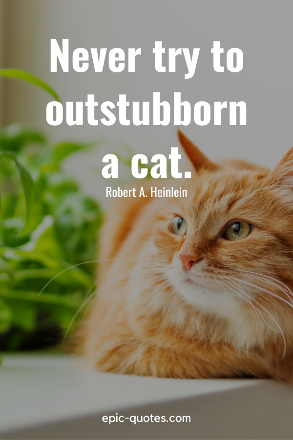 “Never try to outstubborn a cat.” -Robert A. Heinlein