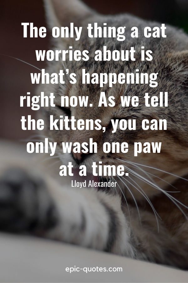 “The only thing a cat worries about is what’s happening right now. As we tell the kittens, you can only wash one paw at a time.” -Lloyd Alexander