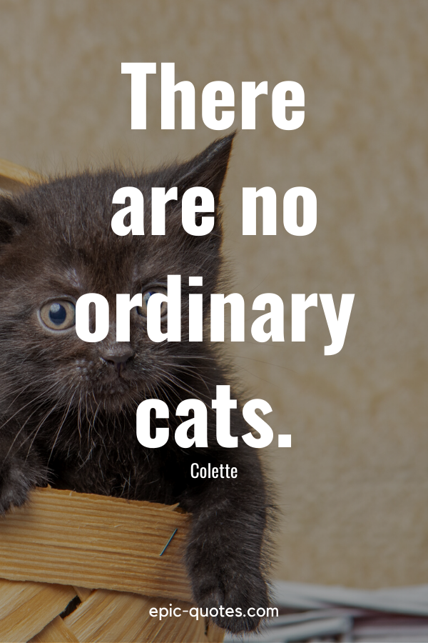 44 Cat Quotes - epic-quotes.com