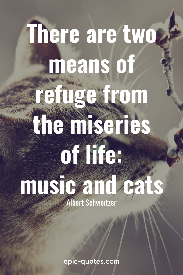 “There are two means of refuge from the miseries of life music and cats.” -Albert Schweitzer