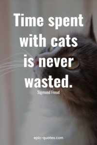 44 Cat Quotes - epic-quotes.com